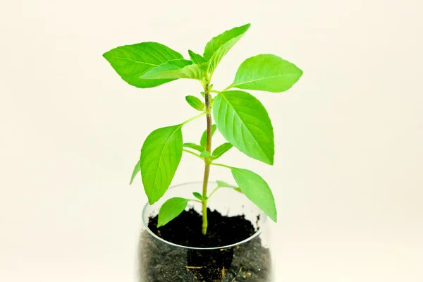 A növekedés a növényfajok — Stock Fotó