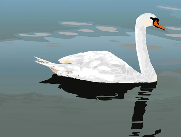 Cisne blanco — Vector de stock