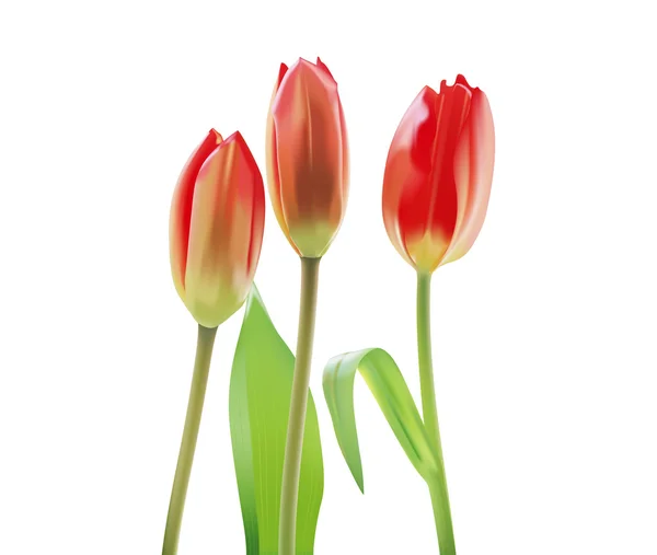 Hermosos tulipanes aislados en blanco — Vector de stock