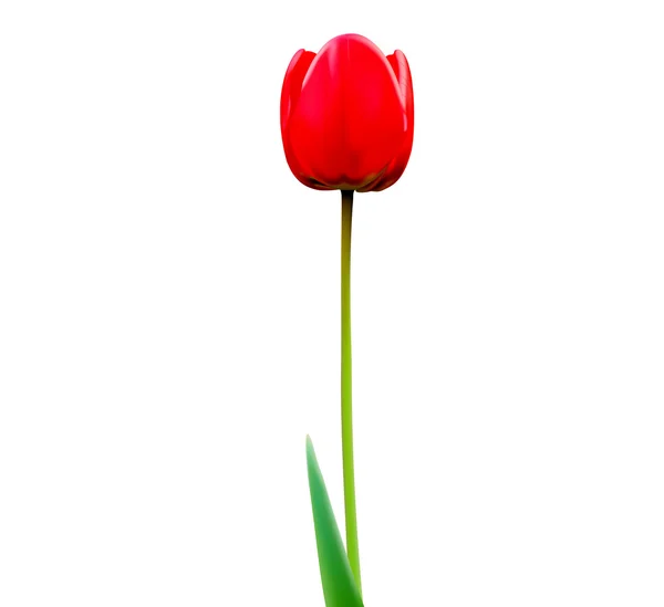 Tulpe auf weißem Hintergrund — Stockvektor