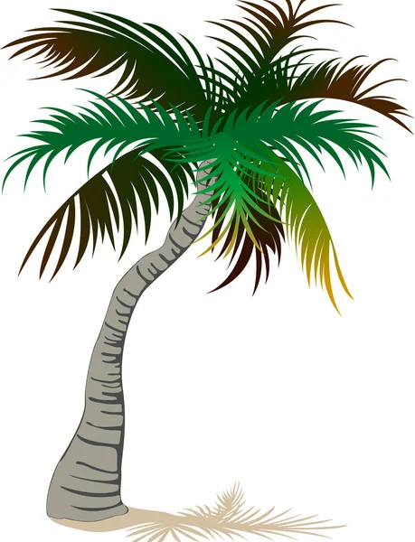 Palmeira isolada sobre fundo branco —  Vetores de Stock