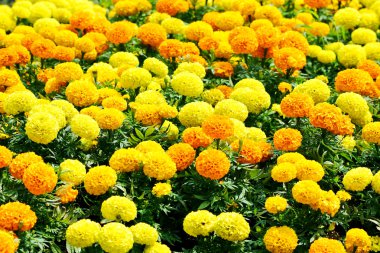 Marigold çiçek