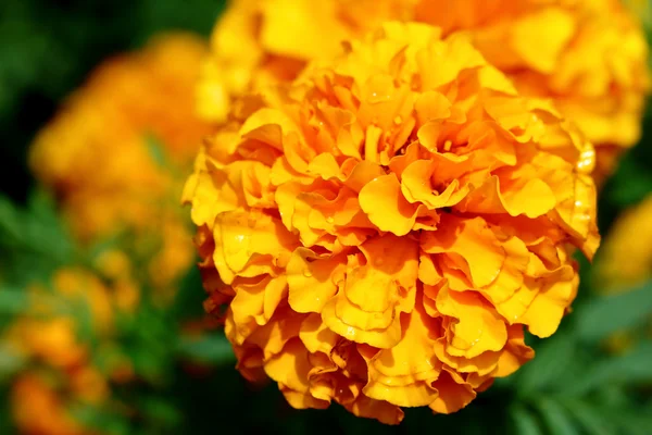 Marigold fleurs — Photo