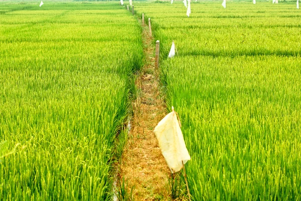 Pirinç, yeşil manzaralar — Stok fotoğraf
