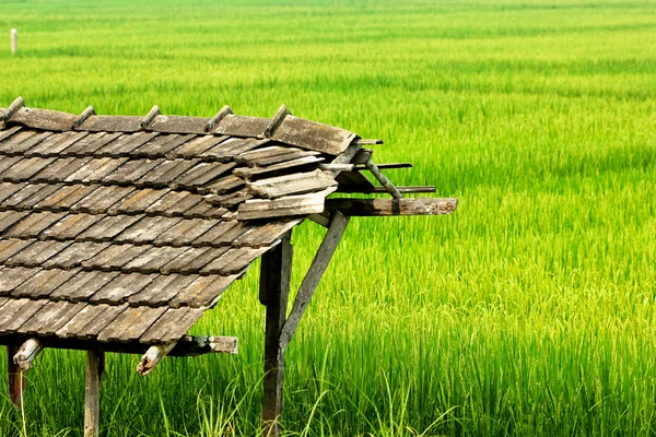 Pirinç, yeşil manzaralar — Stok fotoğraf