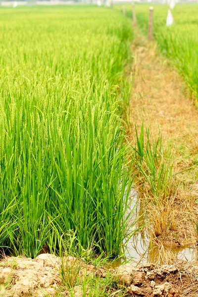 Рис, зеленые пейзажи — стоковое фото