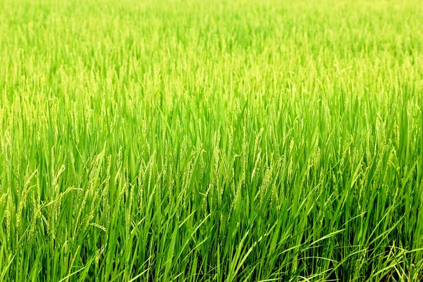 На рисовых полях — стоковое фото