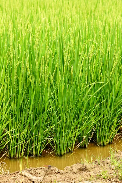На рисовых полях — стоковое фото