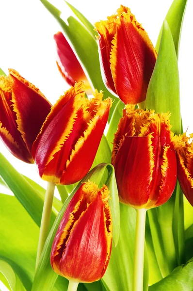 Piros tulipán sárga rojtos szirmait. Elszigetelt fehér TervÉ felett — Stock Fotó