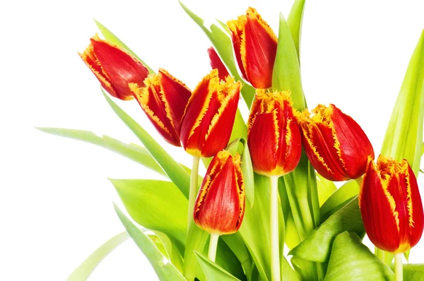 Tulipán rojo con pétalos flecos de amarillo. Aislado sobre bac blanco — Foto de Stock