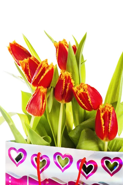Tulipa vermelha com pétalas franjas pelo amarelo. Isolado sobre o bac branco — Fotografia de Stock