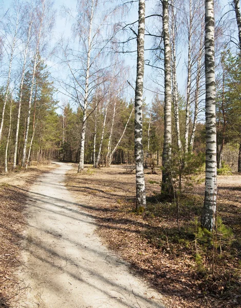 Sentiero in un bosco di primavera — Foto Stock