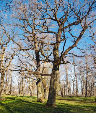 yaşlı oaks park kadriorg erken Bahar