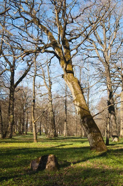 Старий дуби в парку Кадріорг ранньою весною — стокове фото