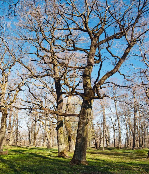 Staré duby v parku kadriorg, brzy na jaře — Stock fotografie