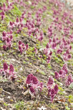 Blooming butterbur. Spring landscape near the pond clipart