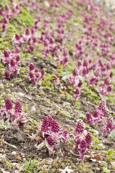 Blooming butterbur. Spring landscape near the pond — Stock Photo, Image