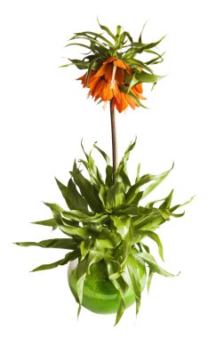 Lily (Fritillaria imperialis) , it is isolated on white clipart