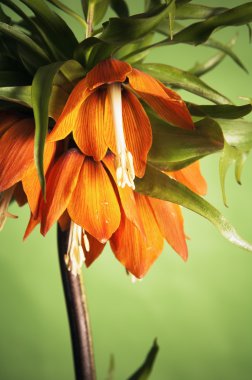 Lily (Fritillaria imperialis)