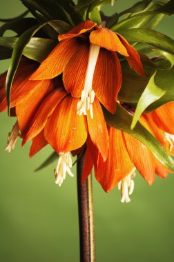 Lily (Fritillaria imperialis)