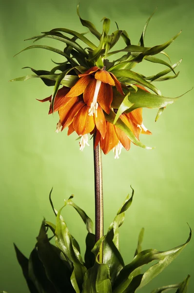 Lírio (Fritillaria imperialis ) — Fotografia de Stock