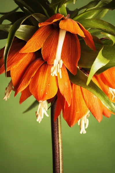 Lily královský (Fritillaria imperialis) — Stock fotografie