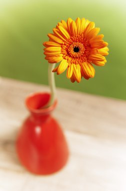 bir vazoda turuncu gerbera yakın çekim