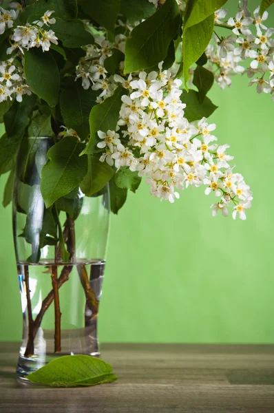 Букет квітучої вишні у вазі на столі — стокове фото