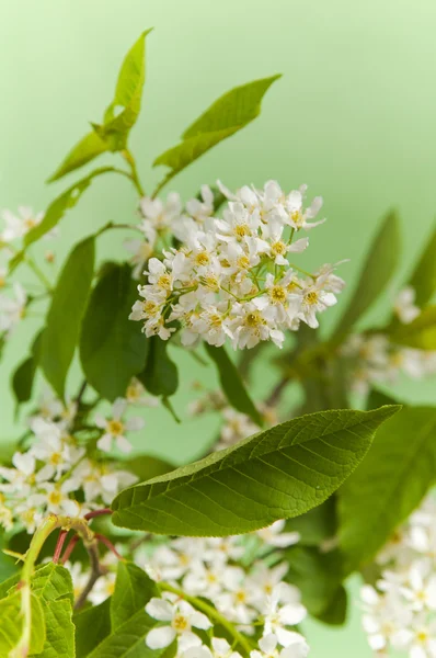 stock image Branch of a blossoming bird cherry