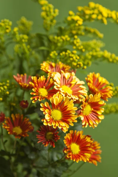 A bouquet of summer flowers, close-up — Stock Photo, Image