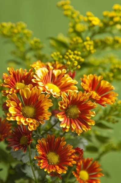 Un mazzo di fiori estivi, primo piano — Foto Stock