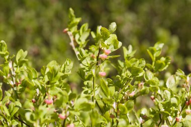 Bilberry kadar yakın çalılar