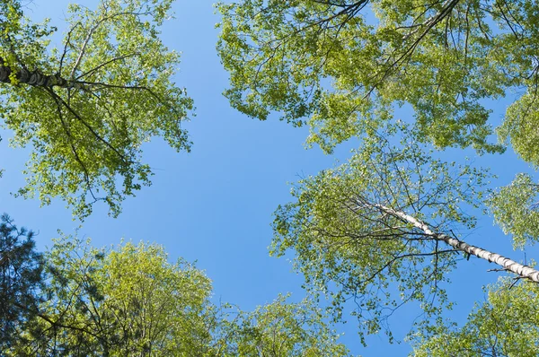 Vista para cima da floresta de bétula — Fotografia de Stock