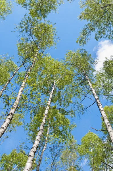 자작나무 숲의 상승 전망 — 스톡 사진