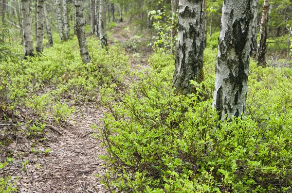 Madeira de vidoeiro com arbustos de mirtilo — Fotografia de Stock