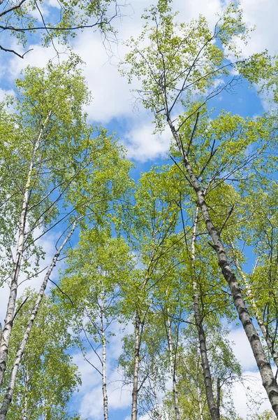자작나무 숲의 상승 전망 — 스톡 사진