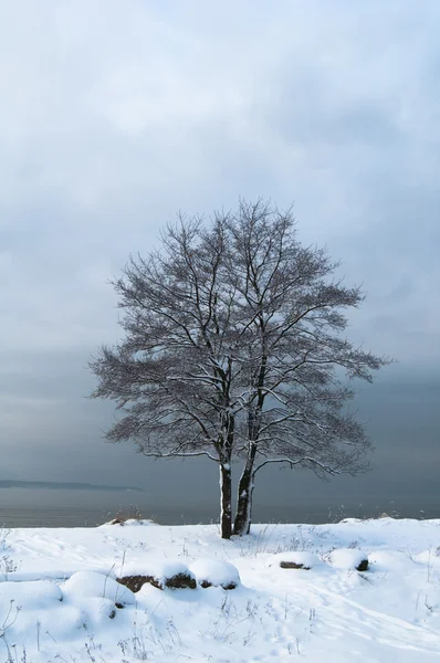 Зимовий пейзаж на березі моря — стокове фото