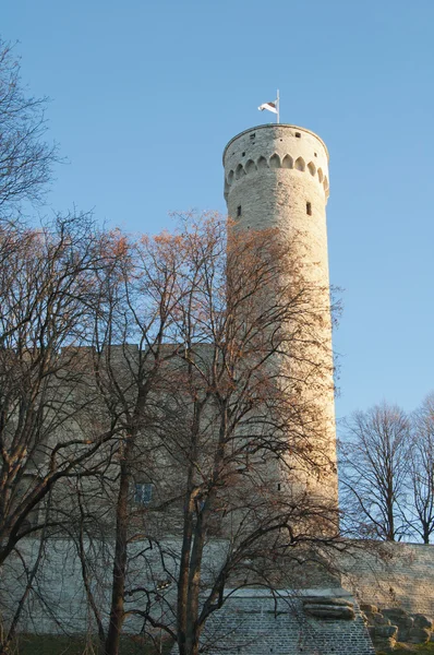 Věž dlouhý herman, tallinn, Estonsko — Stock fotografie