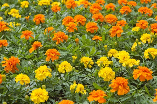 Variedade de flores, close-up — Fotografia de Stock