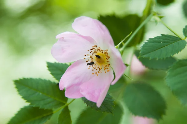 Twee bug op bloem, close-up — Stockfoto