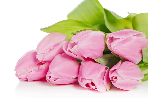 Рожеві тюльпани, ізольовані на білому — стокове фото