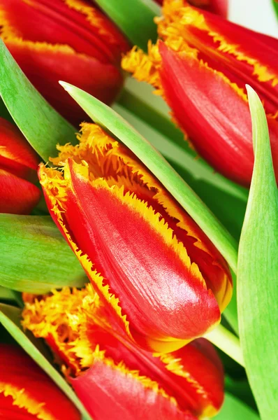 Tulipán rojo con pétalos flecos de amarillo . —  Fotos de Stock