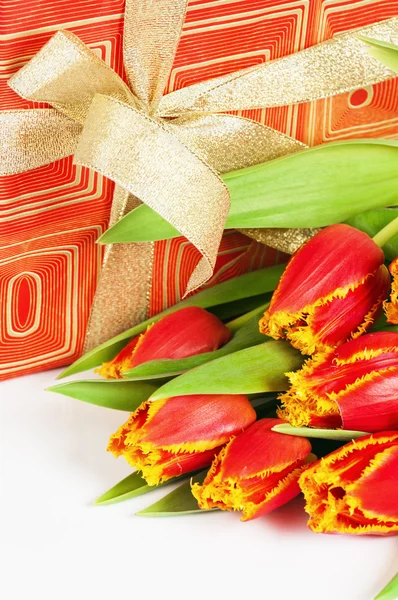 Red tulip with petals fringed by yellow and gift box — Stock Photo, Image