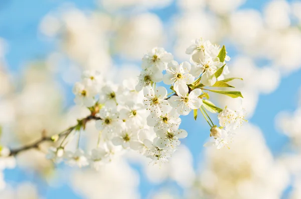 Branch of a blossoming cherry — Stock Photo, Image