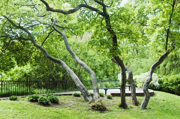 Los árboles doblados en el parque de primavera — Foto de Stock