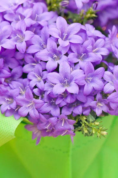 초 롱 꽃 속까지 가까운 블루 — 스톡 사진