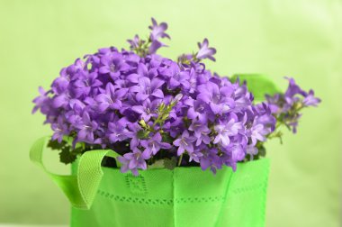 Campanula kadar yakın bir mavi