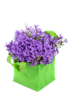 Campanula mavi-beyaz izole