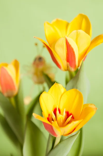 Es rojo tulipanes amarillos, un primer plano —  Fotos de Stock