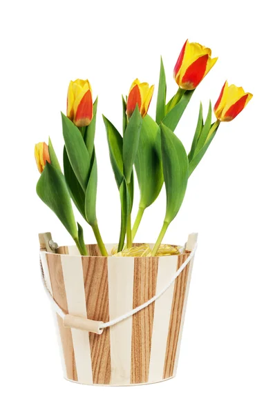 To czerwone żółte tulipany w wiadrze, to jest na białym tle — Zdjęcie stockowe